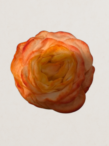 Profumatore a forma di rosa - Better -  Melograno